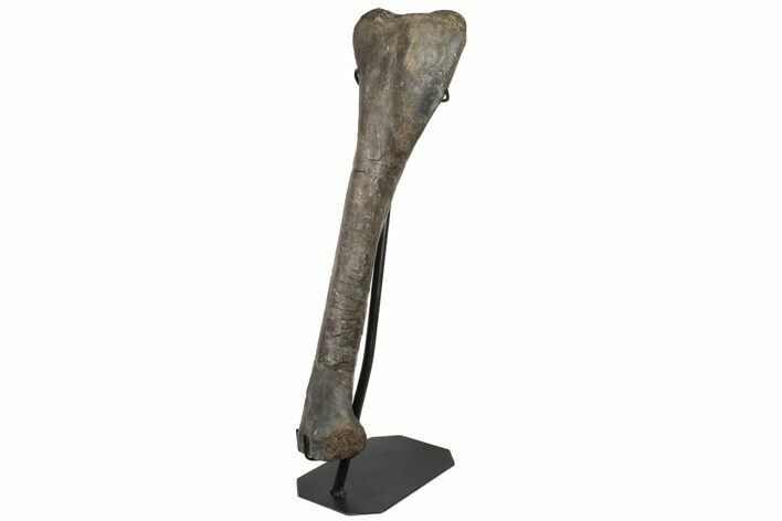 Hadrosaur (Hypacrosaurus) Tibia with Metal Stand - Montana #193034